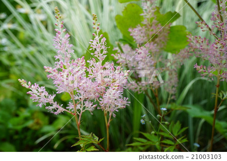 Cute pink astilbe Cute pink astilbe 21003103