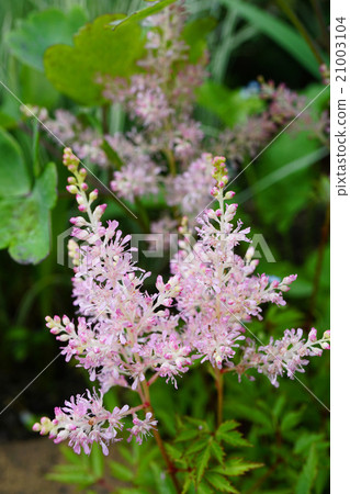 Cute pink astilbe Cute pink astilbe 21003104