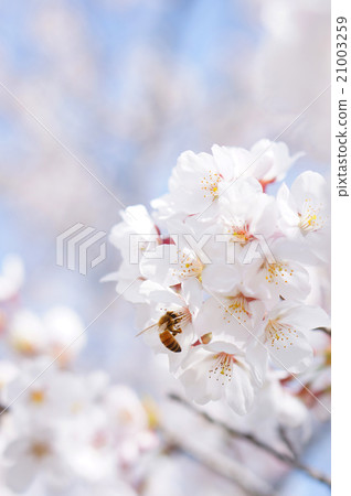 Cherry blossoms in full bloom and bees 21003259