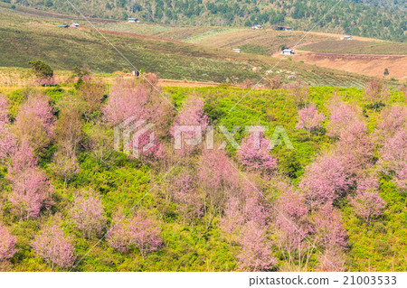 Wild Himalayan Cherry flower (Prunus cerasoides) 21003533