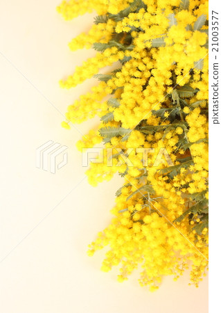 Mimosa Mimosa 21003577