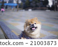 微笑的博美犬 21003873