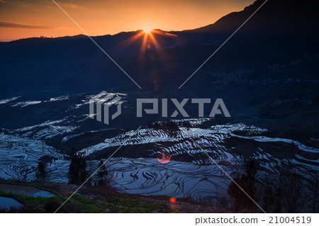 Rice terrace with sunrise in China 21004519