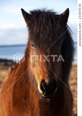Brown icelandic pony on a meadow 21004538