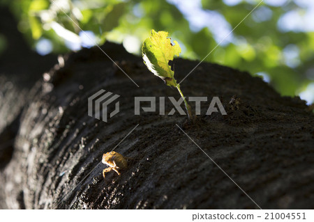 半堤防樹木(低角度,景觀) 半堤防樹木(低角度,景觀) 21004551