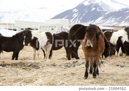 Herd of Icelandic horses 21004582