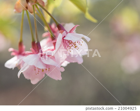 一棵美麗的櫻桃樹 一棵美麗的櫻桃樹 21004925