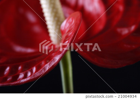 Anthurie Anthurie 21004934