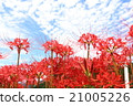 Cluster amaryllis 21005226