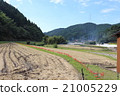 Harvested rice field 21005229