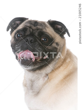 mixed breed dog 21005246