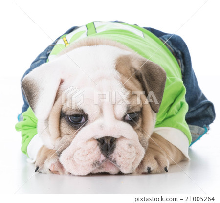 cute bulldog puppy cute bulldog puppy 21005264
