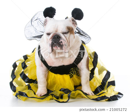 dog dressed like a bee dog dressed like a bee 21005272