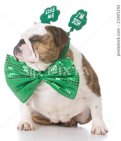 St Patricks day dog 21005292