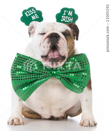 St Patricks Day dog 21005293