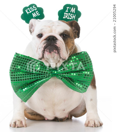 St Patricks Day dog 21005294