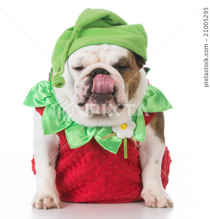 dog wearing strawberry costume 21005295