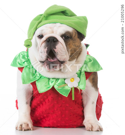 dog wearing strawberry costume 21005296