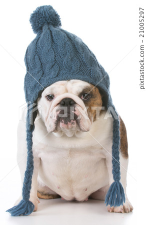 dog dressed for winter dog dressed for winter 21005297
