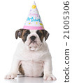 birthday bulldog puppy 21005306