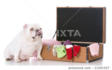 dog with suitcase dog with suitcase 21005307