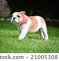 english bulldog outside 21005308