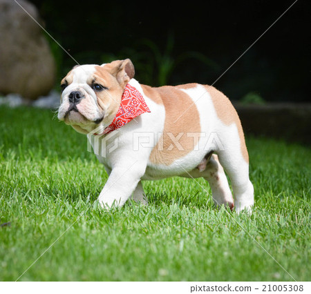 english bulldog outside english bulldog outside 21005308