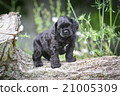 american cocker spaniel puppy 21005309