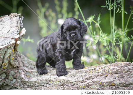 american cocker spaniel puppy 21005309