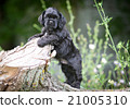 american cocker spaniel puppy 21005310