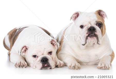 mother and daughter dogs 21005321