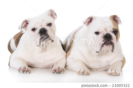 mother and daughter dogs 21005322