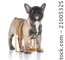 french bulldog puppy 21005325