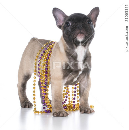 french bulldog puppy 21005325