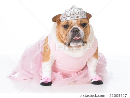 dog dressed like a ballerina 21005327