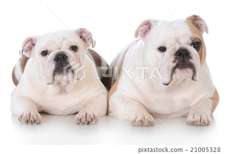 mother and daughter bulldogs 21005328