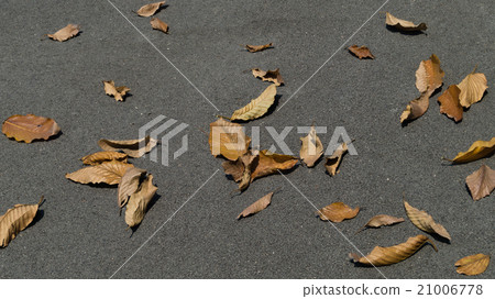 Dry leaves on the asphalt road background. 21006778