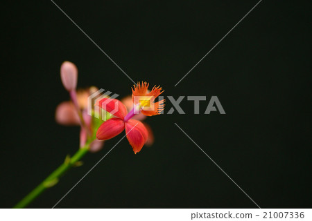 Epidendoramu Epidendoramu 21007336