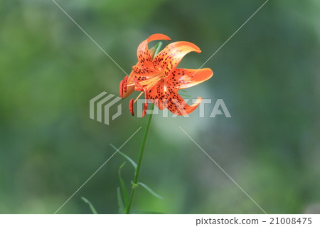 百合屍體花 百合屍體花 21008475