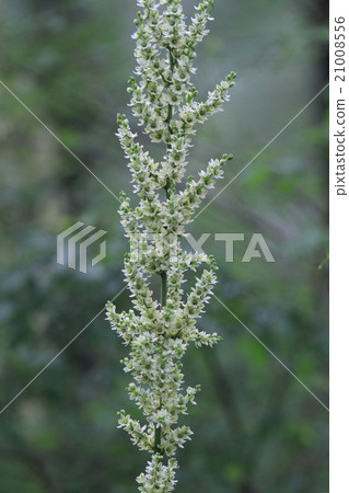 Baique蝴蝶花 21008556