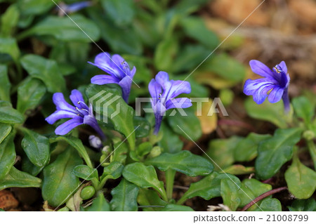 天然植物飛灰和八重山也正常在城市的路燈中盛開 天然植物飛灰和八重山也正常在城市的路燈中盛開 21008799