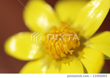 菊崎龍金花 21008905