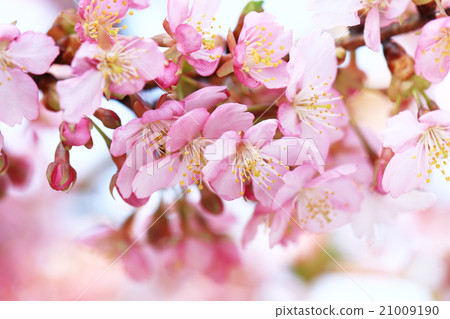 Kawazu Sakura 394 21009190