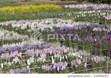 Flower garden of Chikura 21009283