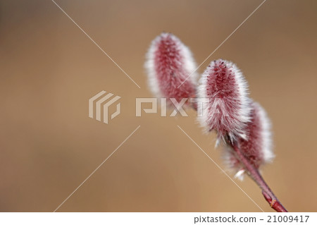 貓王威利 21009417