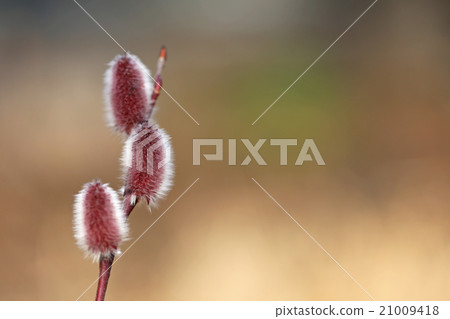 貓王威利 21009418