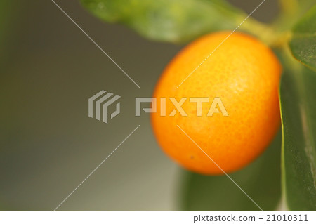 金橘 21010311
