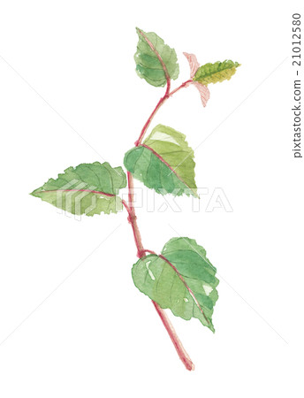 日本虎杖 日本虎杖 21012580