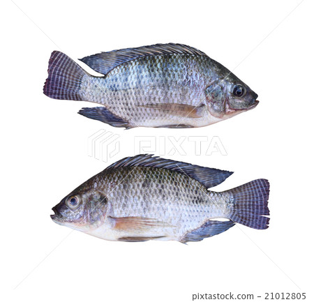 Fresh Tilapia or Mango fish of freshwater isolated on white back 21012805