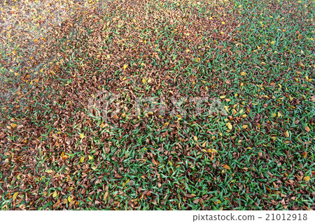 Autumn leaves on the lawn. Autumn leaves on the lawn. 21012918